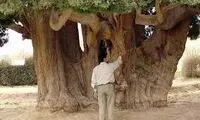 کهن‌ترین درختان زنده دنیا؛ مراقب سرو ابرکوه باشید لطفا!