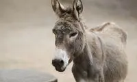 تکنیک هوشمندانه الاغ‌ها برای بالا رفتن از پله