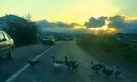 اقدام قشنگ چند هموطن که قلب‌ها را اکلیلی کرد