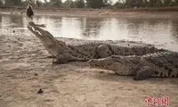 وحشت عجیب کروکودیل‌ها از بیل!
