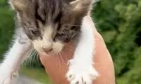 ویدئویی از نجات بچه گربه و خشم مادرش!