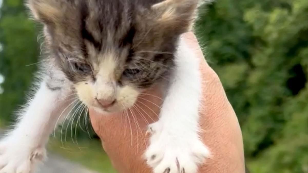 ویدئویی از نجات بچه گربه و خشم مادرش!