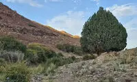 درخت ۹۰۰ ساله خراسان رضوی میراث ملی شد