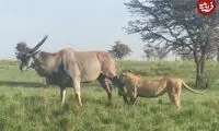 شیر با کمین هوشمندانه، گاو کوهی را شکار کرد!