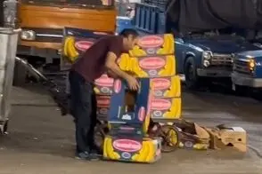 80 کارتن موز یکجا به سطل آشغال ریخته شد