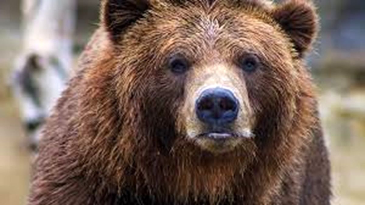 خرس‌های سبلان در کمین مناطق مسکونی