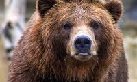 خرس‌های سبلان در کمین مناطق مسکونی