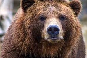خرس‌های سبلان در کمین مناطق مسکونی
