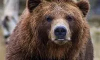 خرس‌های سبلان در کمین مناطق مسکونی