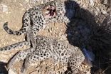 علت تلف شدن دو توله پلنگ ایرانی مشخص شد