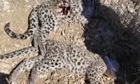 علت تلف شدن دو توله پلنگ ایرانی مشخص شد