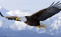 ببینید؛ تجربه پرواز از دید یک عقاب!