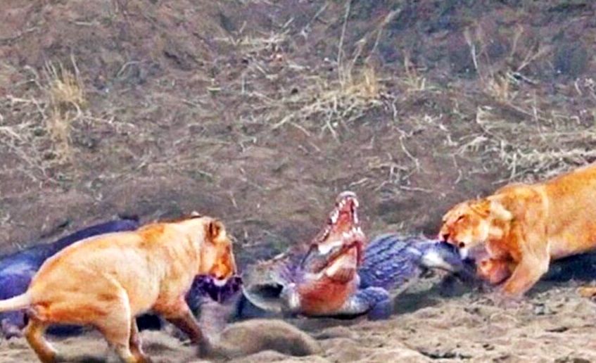 تلاش تمساح برای سرقت بوفالو از دست شیر‌ها