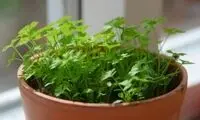 سبزی ارزانی که دیابت را کنترل می‌کند