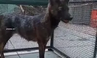 کشف حیوان عجیب از ترکیب سگ و روباه