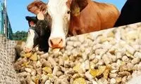 انجمن گاوداران: گاوهایمان گوشت‌خوار شده‌اند!