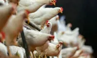 جزئیات تکان‌دهنده خودخوری در مرغداری‌ها