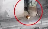 ویدئوی پربازدید از یک موش بانمک در تهران!