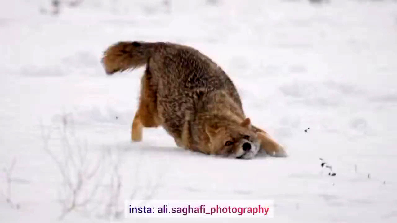 روباه گرسنه در جستجو غذا در ارتفاعات همدان