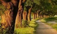 عجیب‌ترین شکل درختی که تاکنون دیده‌اید