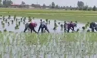 ترانه‌خوانی زیبای زنان در شالیزارهای مازندران 