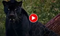 شکار مار آناکوندا توسط جگوار