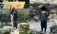 خرس‌های عجیبی که رفتار انسان را تقلید می‌کنند