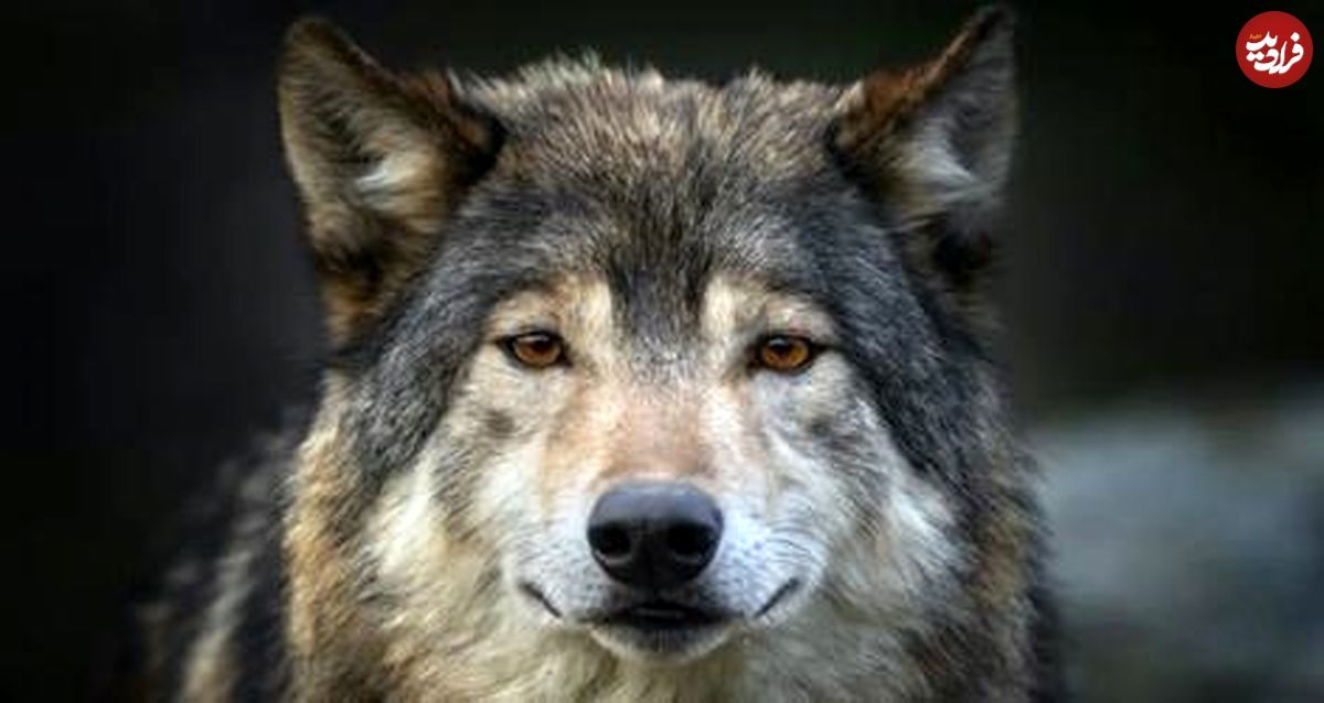 چرا گرگ‌های منطقه چرنوبیل نسبت به سرطان مقاوم شده‌اند؟