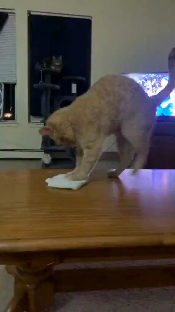 حرکت عجیب یک گربه برای تمیز کردن میز!