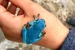 شناسایی اولین قورباغه درختی آبی‌رنگ در ایران