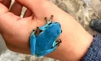 شناسایی اولین قورباغه درختی آبی‌رنگ در ایران