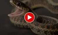 شجاعت جالب یک زن ایرانی در مواجهه با مار