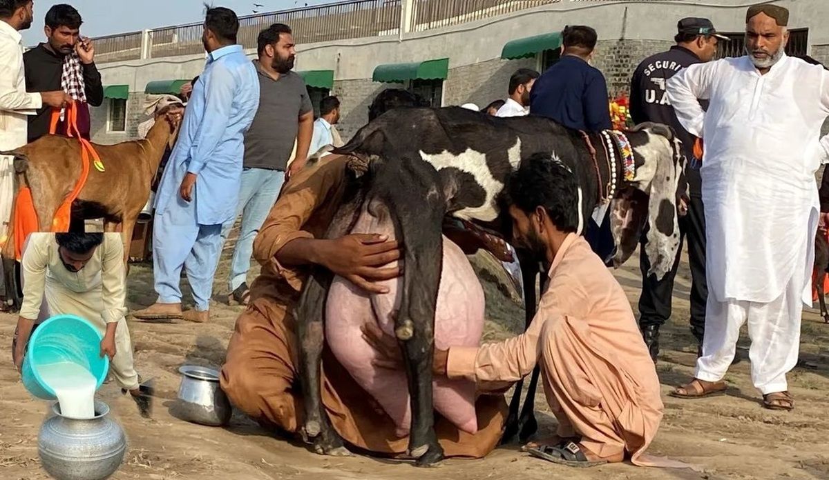 تصاویری جالب از مسابقه شیردوشی بز‌های پاکستانی