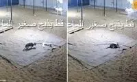 در اتفاقی باورنکردنی، گربه یک بزغاله را کشت!