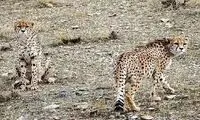 روش عجیب محیط‌بانان برای محافظت از یوزها!