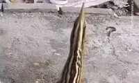 مشاهده یک پرنده‌ ناشناخته در بندر کنگان