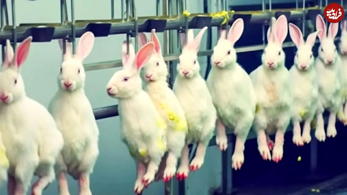 فرآیند پرورش میلیون‌ها خرگوش در مزارع برزیل