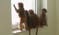 پشت‌پرده میل عجیب ایرانی‌ها به خرید بچه میمون!