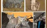وقوع اتفاقی نادر و عجیب در طبیعت ایران