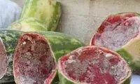جزییات کشف ۳ کیلو شیشه از هندوانه‌های اهدایی