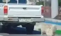 رفتار غیرانسانی شهرداری مشهد با سگ‌های ولگرد!
