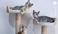 کشف شگفت‌انگیز درباره گربه‌های خانگی