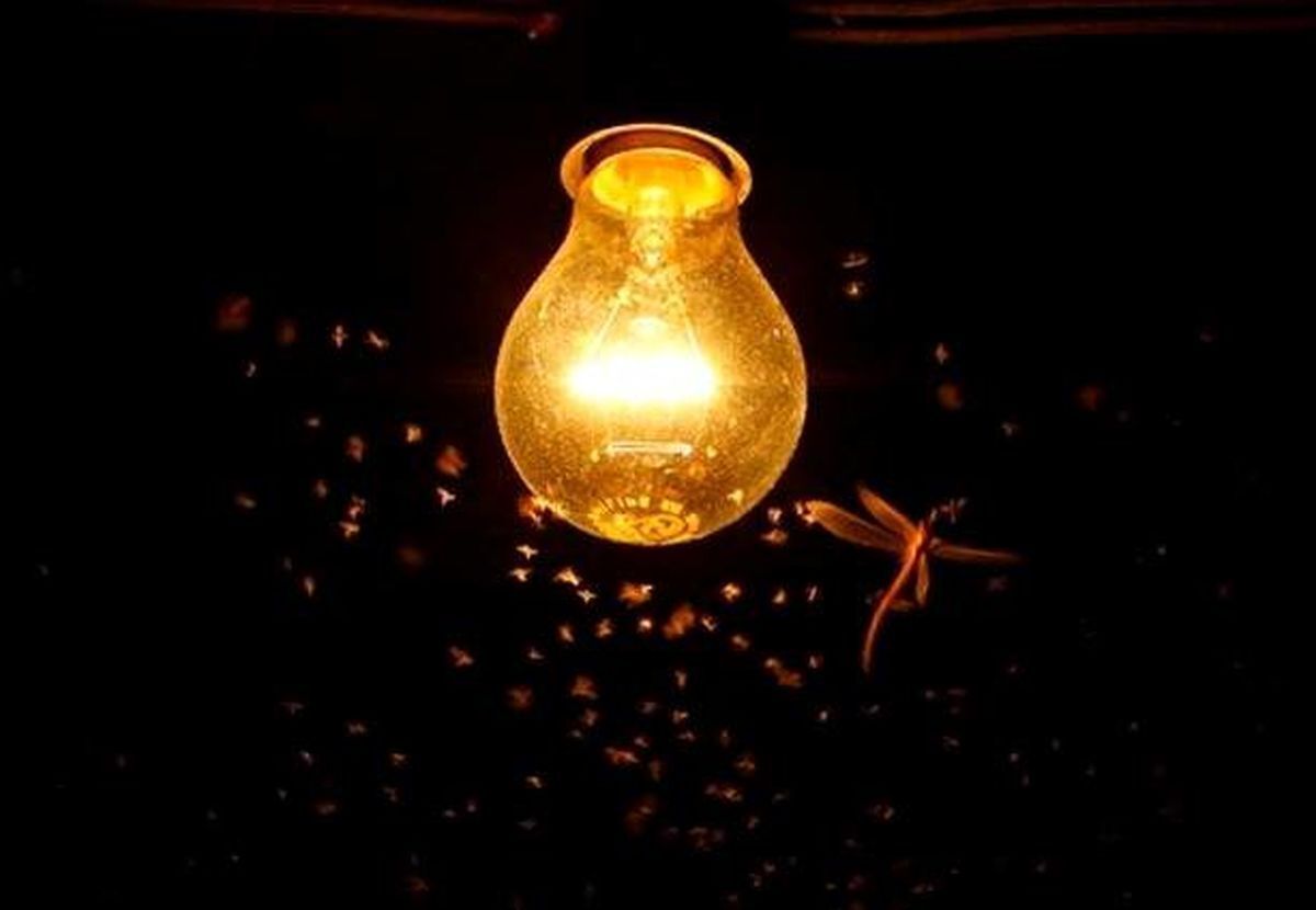دلیل شگفت‌انگیز چرخیدن حشرات به دور چراغ‌