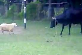 ​ناک‌اوت شدن یک گاو در مبارزه با یک گوسفند!