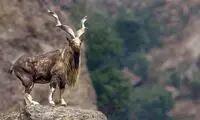 «مارخور» را به جای بز ایرانی جا زدند