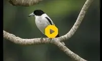 سلاخی شکار روی درخت توسط پرندگان قصاب!