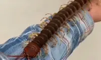 هزارپای غول پیکر آمازون با طول ۳۰ سانتی‌متر!