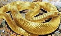 کشف یک مار غول پیکر در کوه صفه اصفهان