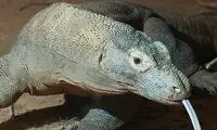 سیلی زدن میمون شجاع به بزمجه ترسناک