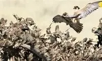 نبرد دو شاهین میان هزاران پرنده!